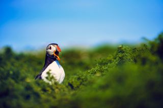 A puffin standing in grassland with its beak wide open