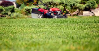 close up of a lawn with a lawn mower in the background