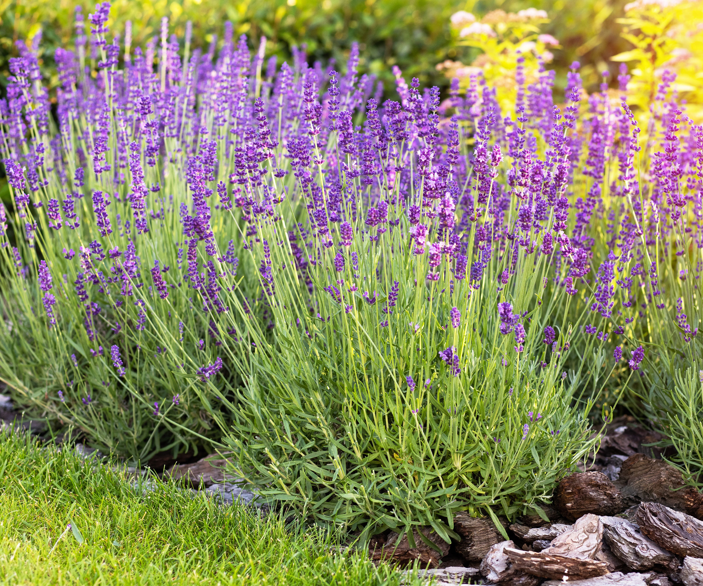 large lavender shrub growing in garden bed with bright purple flowers