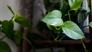 picture of pothos with focus on two front leaves