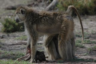 A female baboon with her baby.