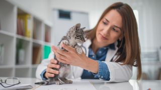 Kitten being given a check up by female vet