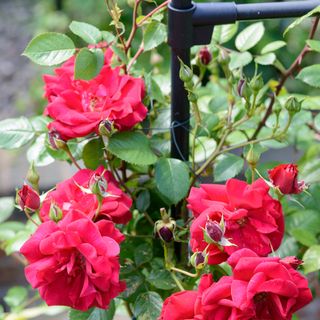 Climbing roses attached to a frame