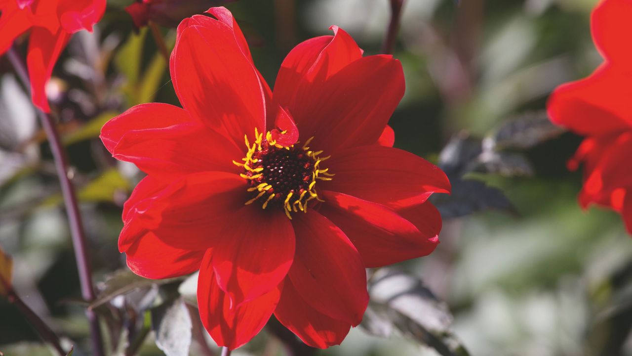 Closeup of red open-centred dahlia flowers in garden