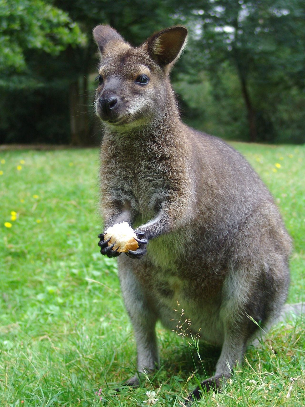 Wallaby On The Lawn