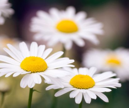 Deadheading Shasta daisies; to keep them blooming for longer Homes