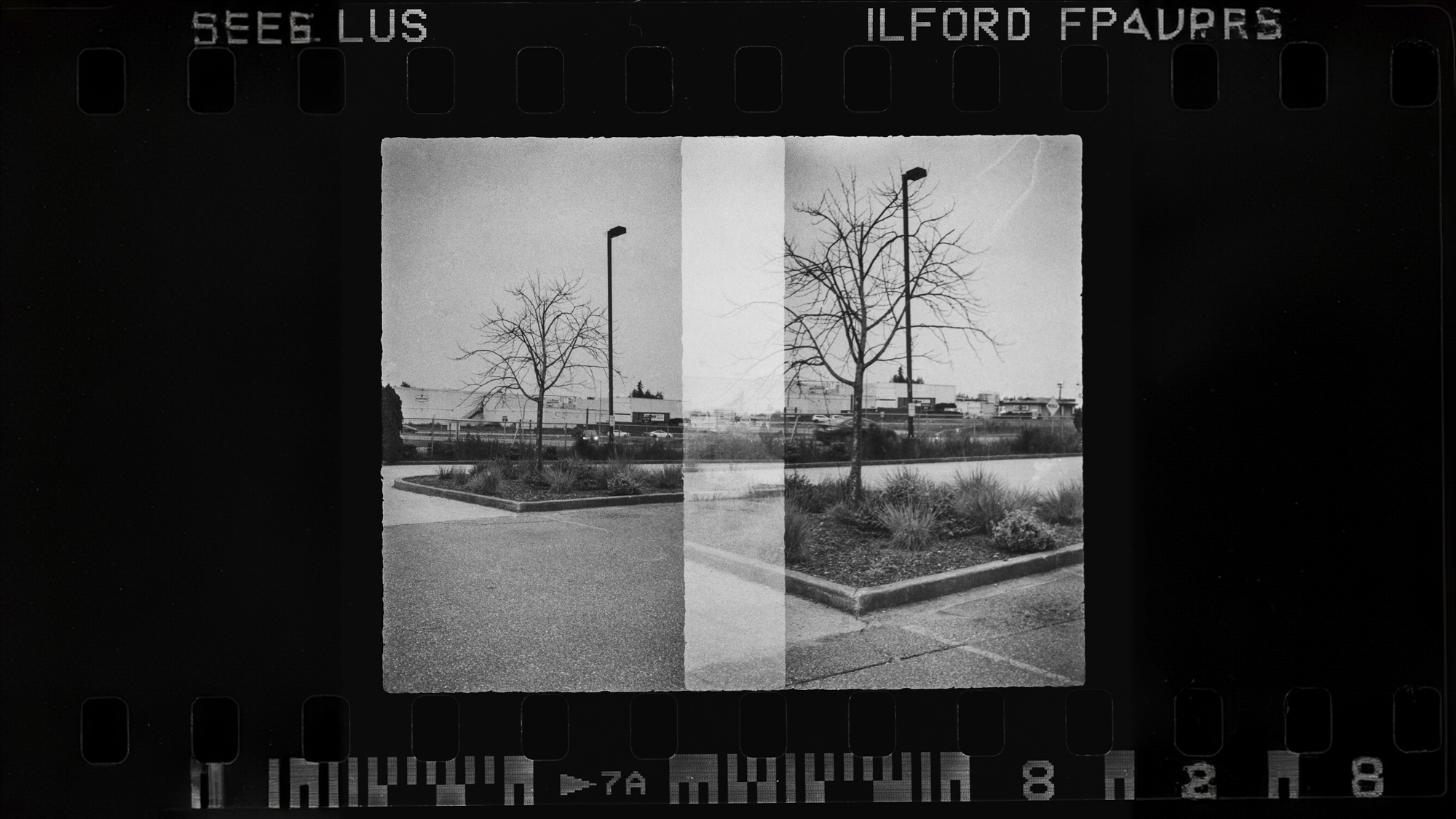 Alfie Tych camera black and white film scan diptic of a tree in an urban landscape