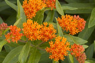 Clusters of orange butterfly weed flowers amongst its green leaves.