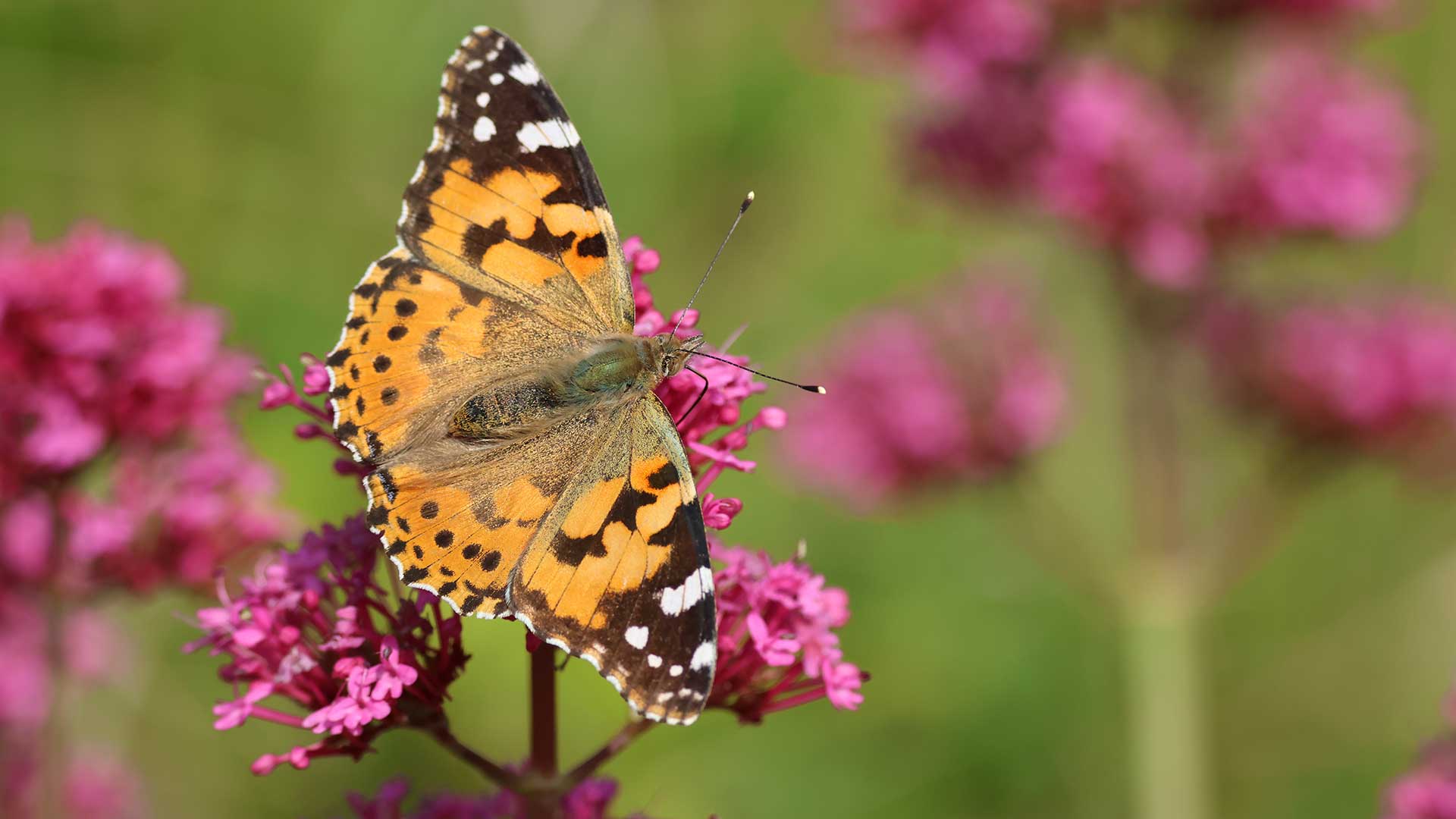 Painted lady butterfly on red valerian flowers