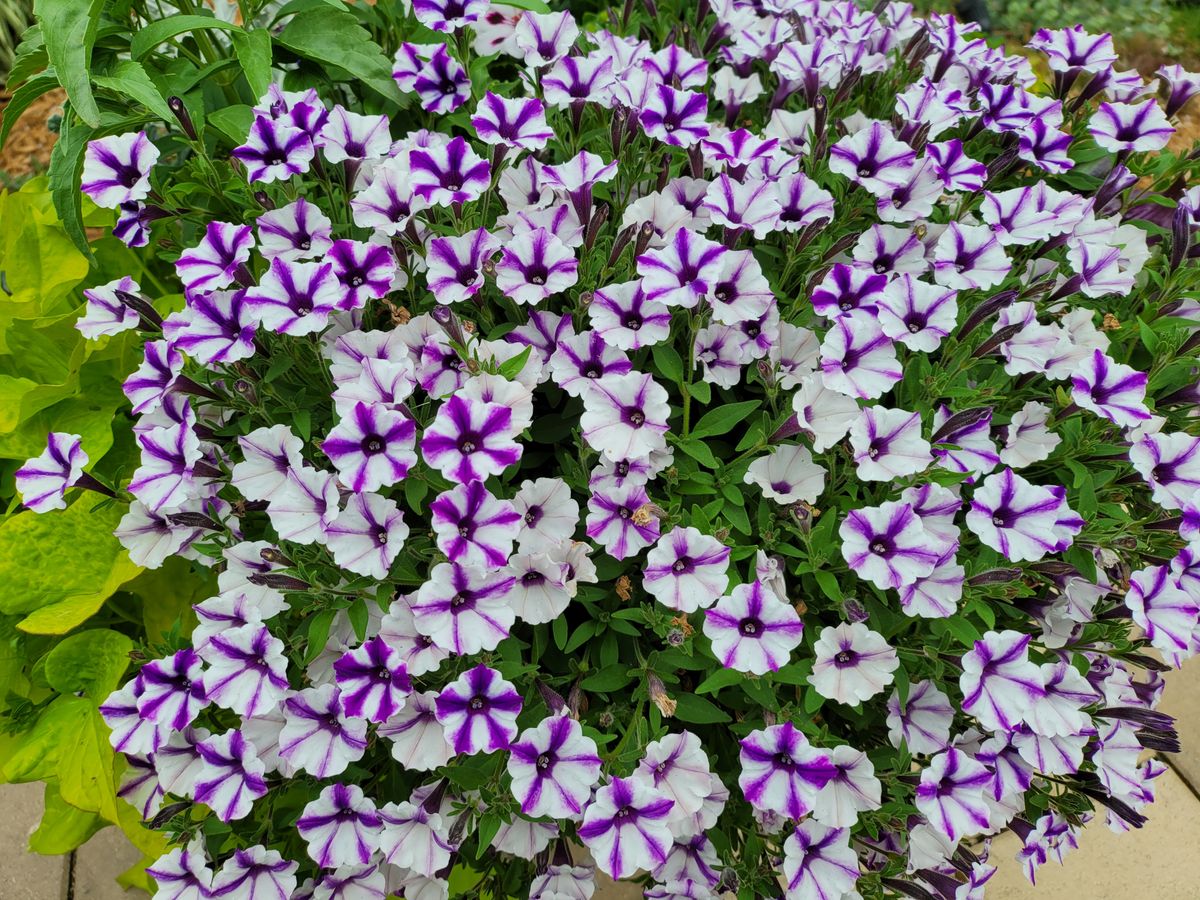 Samsung Galaxy Z Fold 2 camera samples