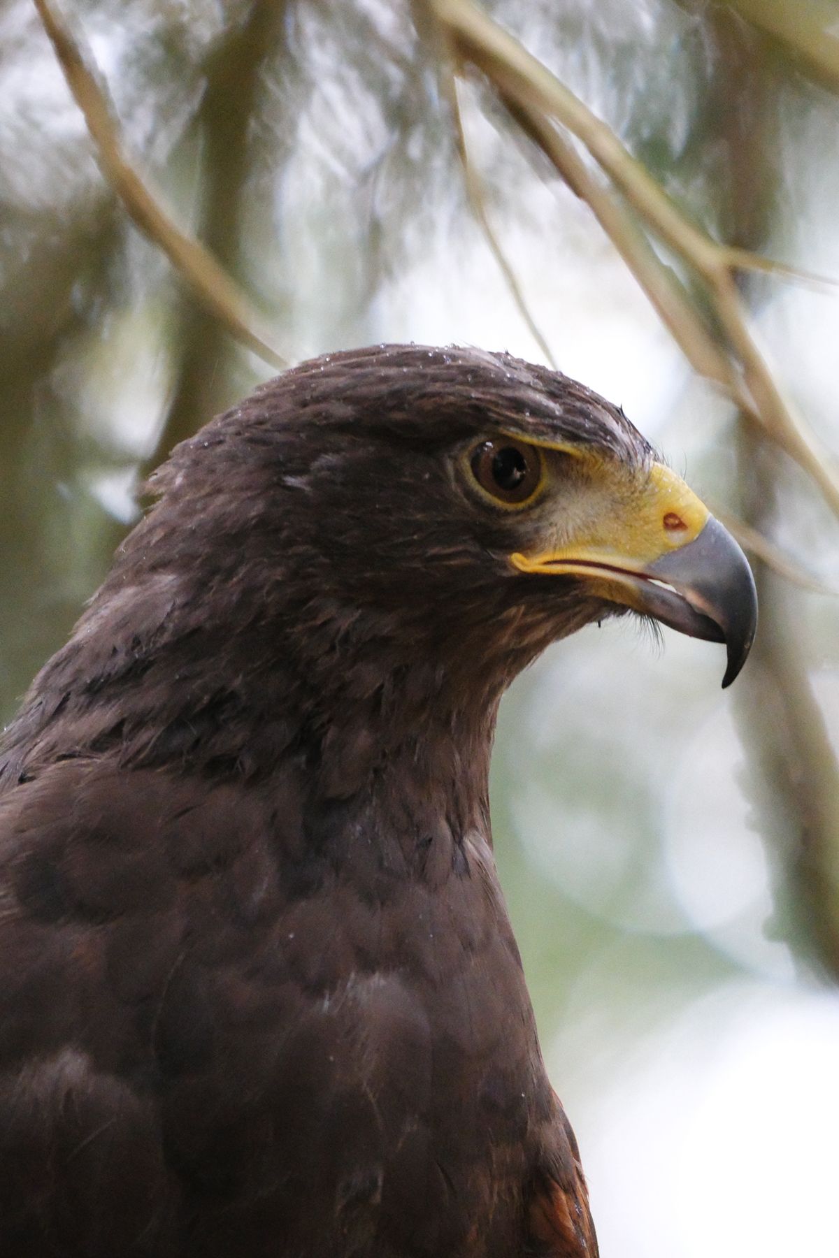 A photo of a bird of prey captured using a Fujifilm X-H2S and XF 400mm F4.5 R LM OIS WR telephoto lens