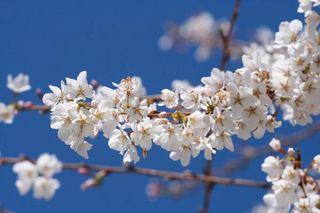 blooming-flowers-spring-110318-02