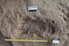This 1.5-million-year-old footprint suggests that&nbsp;Homo erectus, an early human ancestor, had feet that were very similar to those of modern humans.