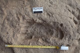 This 1.5-million-year-old footprint suggests that Homo erectus, an early human ancestor, had feet that were very similar to those of modern humans.