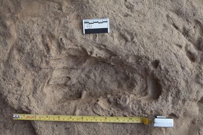 This 1.5-million-year-old footprint suggests that Homo erectus, an early human ancestor, had feet that were very similar to those of modern humans.