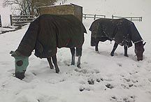 Denman-snow.jpg