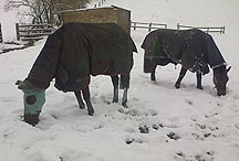 Denman-snow.jpg
