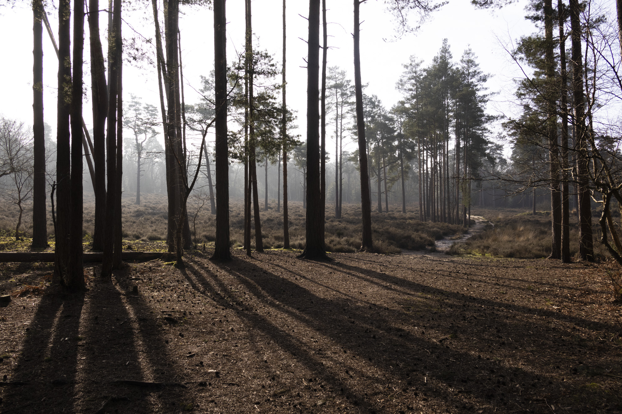 Backlit pine trees with their shadows cast on the ground, taken with the Canon EOS R100