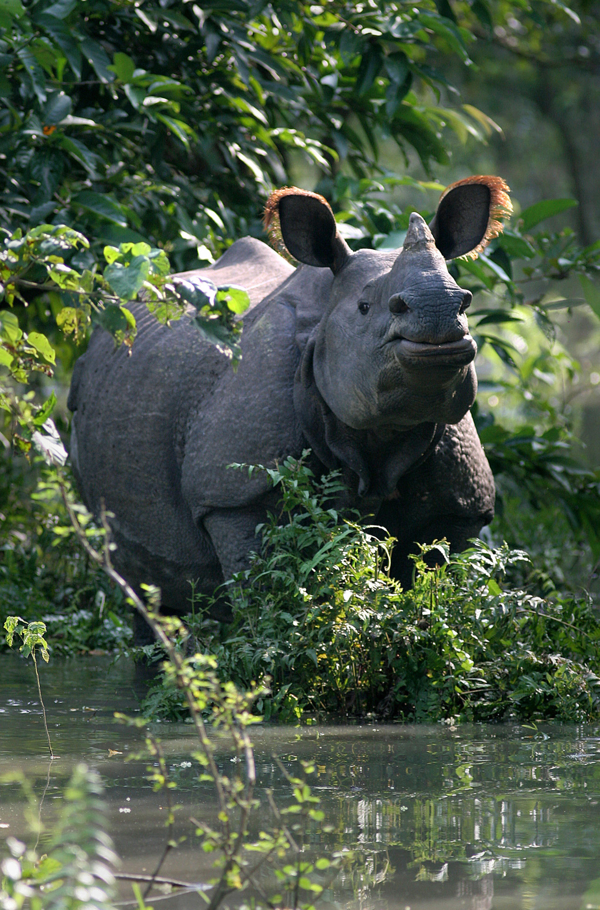 One horned rhinoceros