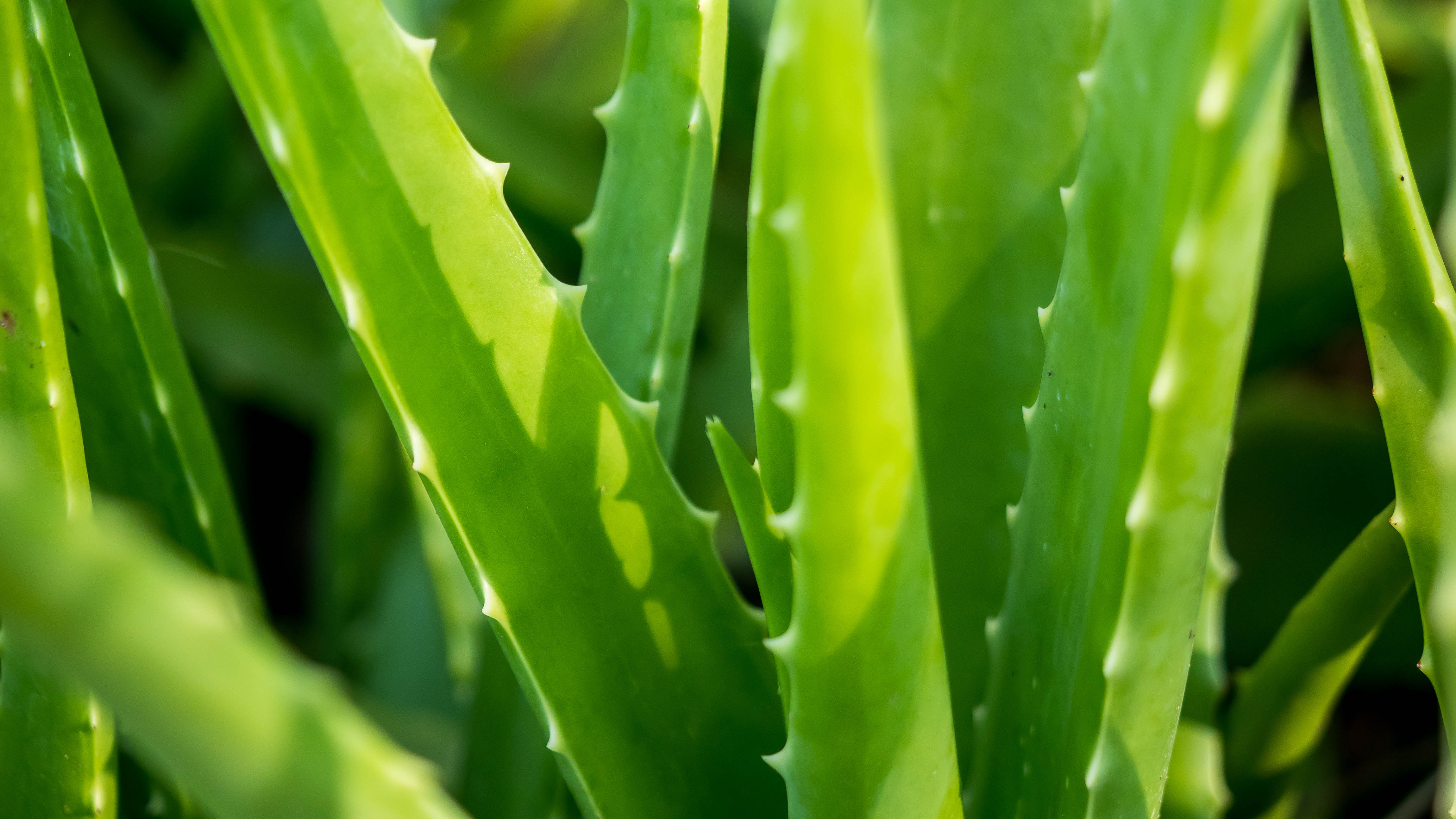 A close up of Aloe Vera leaves