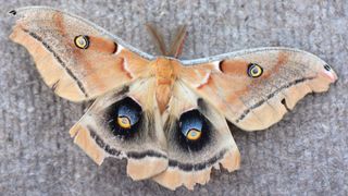 A beige, patterned giant silk moth photographed against a gray carped in Colorado, US.