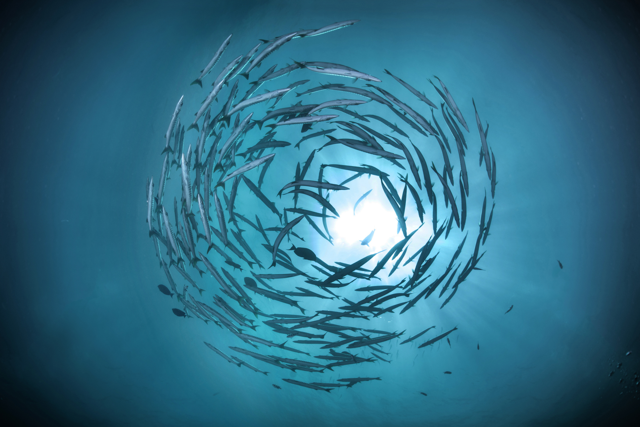 Swirling fish