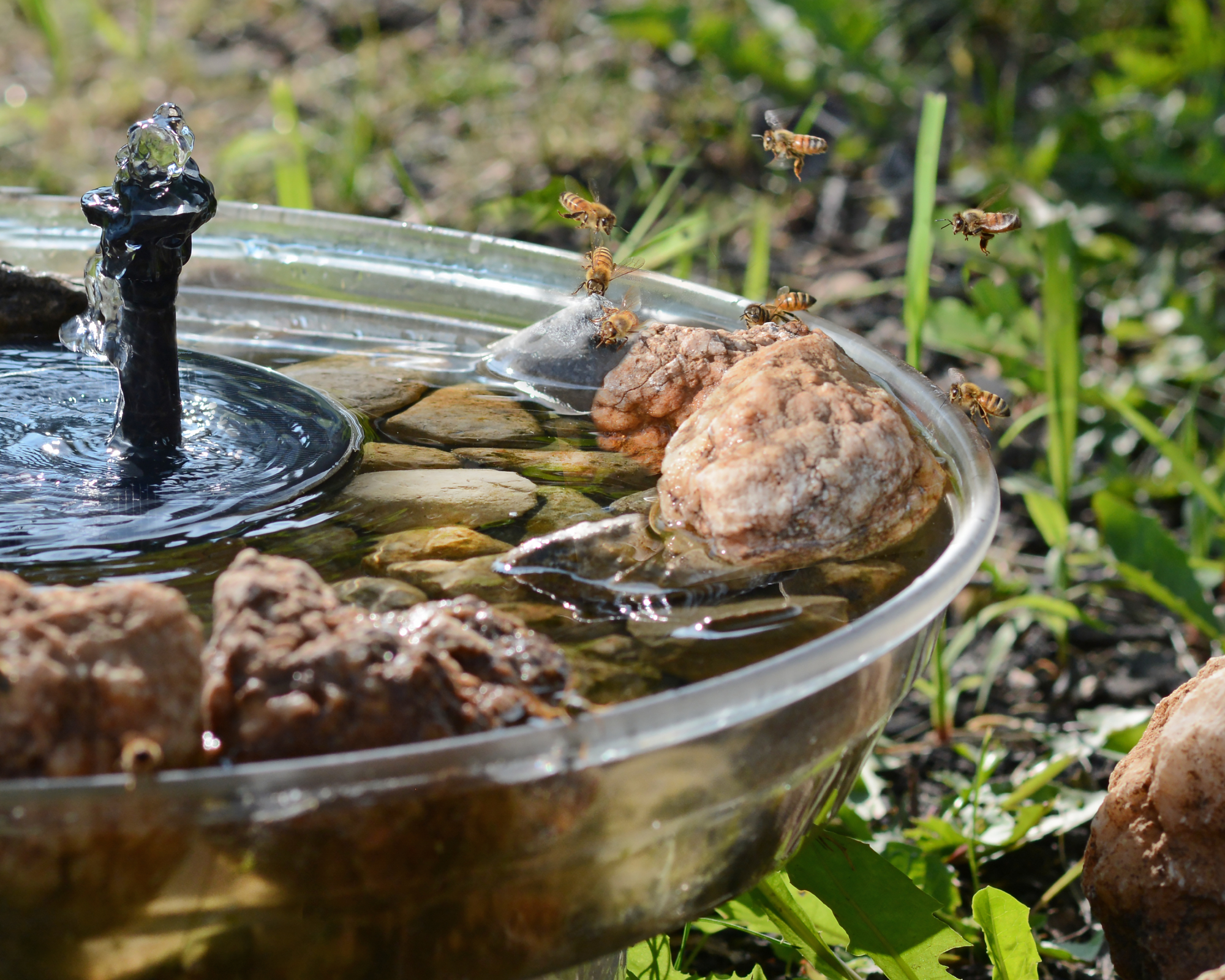 Bees drinking around a container of rocks and water with a solar powered water fountain in a wildlife garden