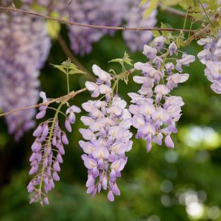 Blue Moon Wisteria Vine