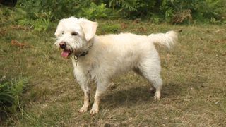 Westipoo poodle crossbreed