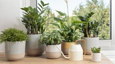 Houseplants you don't need to fertilize often