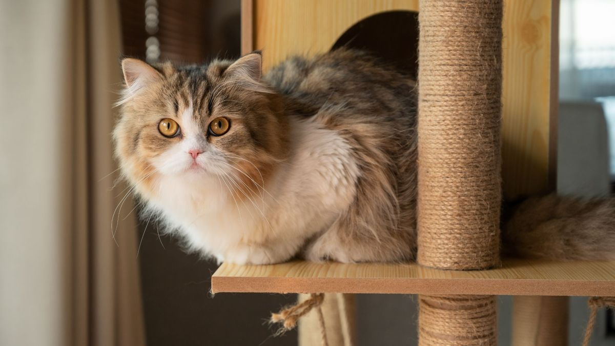 Persian cat sitting on cat tower