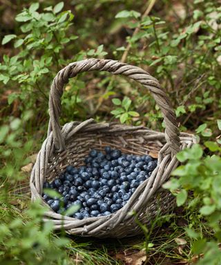 basket of ripe homegrown blueberries