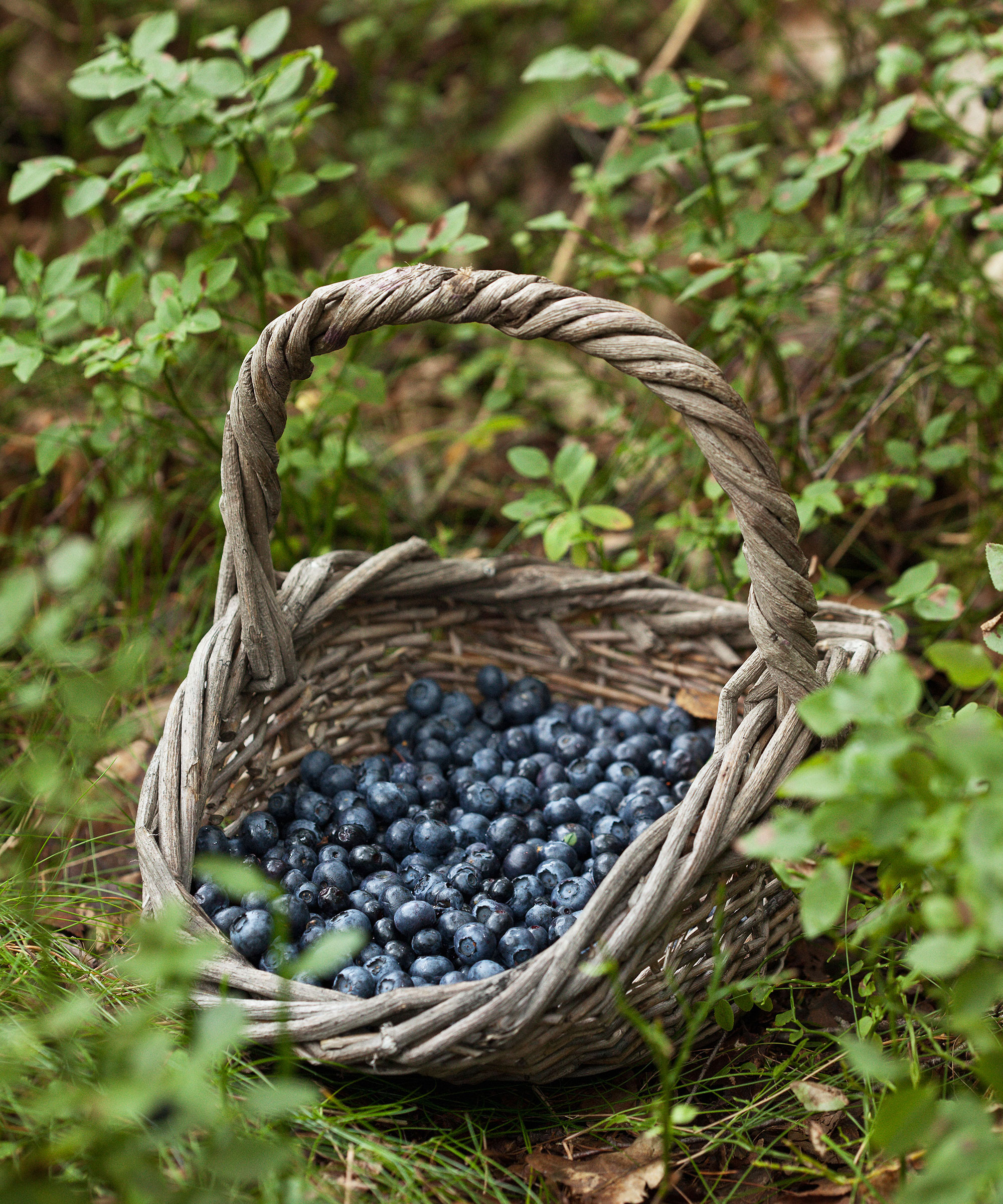 Pruning blueberry bushes: advice to keep plants productive | Gardeningetc