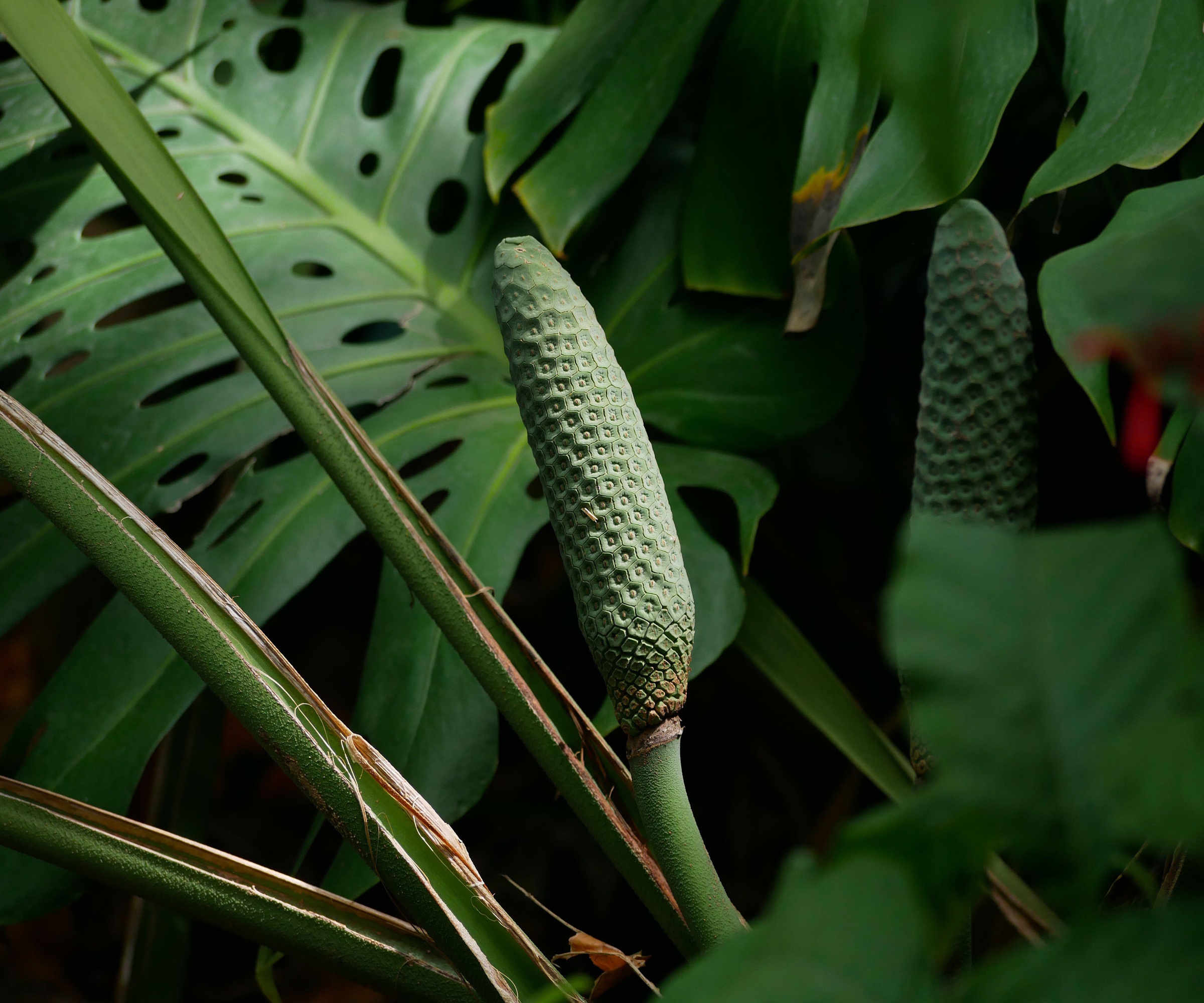 Monstera fruit
