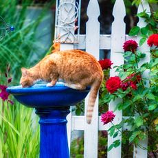 cat drinking from a bird bath in the back yard