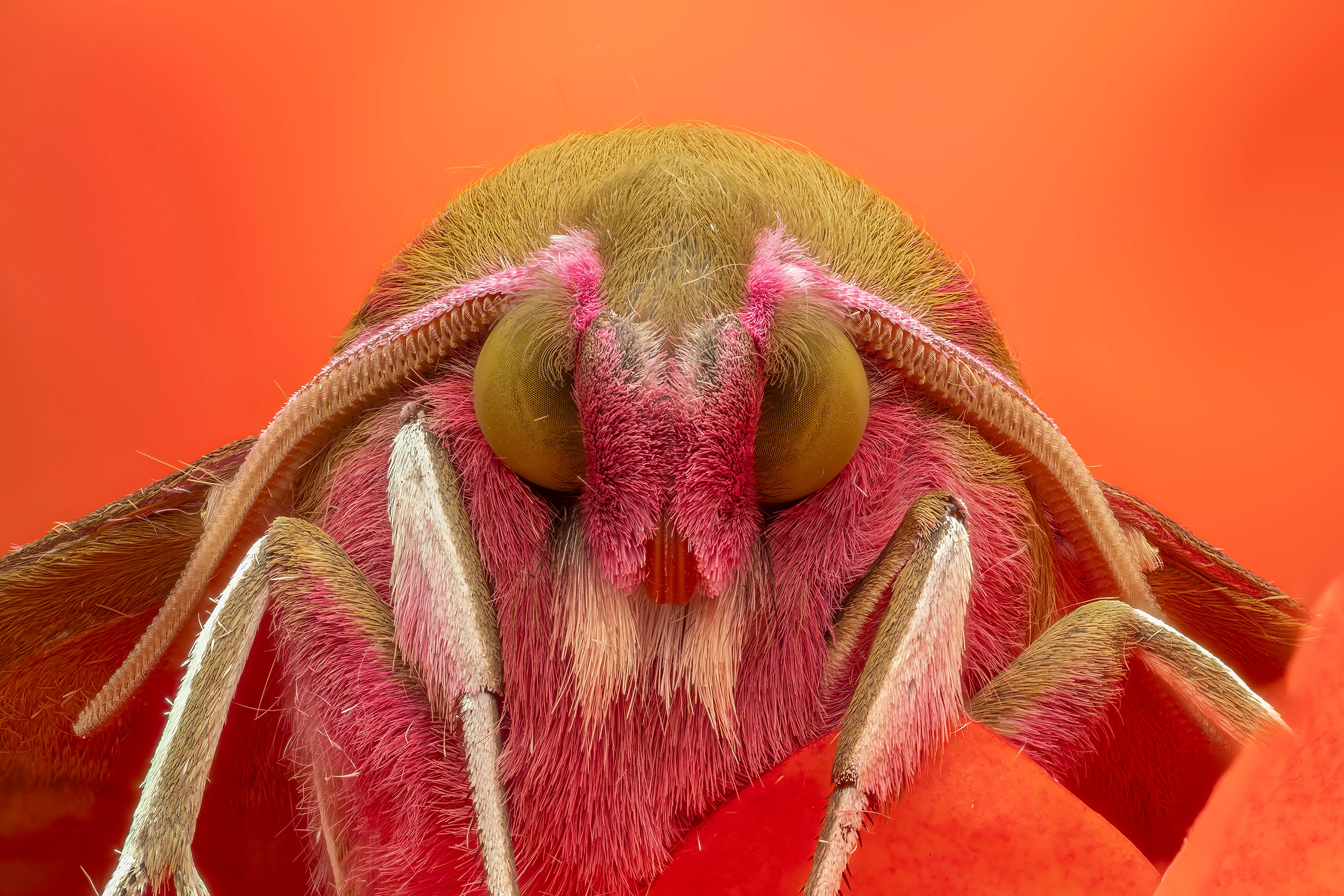Close-up of a colorful moth&#039;s face against a vibrant orange background, highlighting its fuzzy texture and large, round eyes