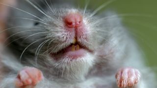 Close up of hamster's nose and mouth