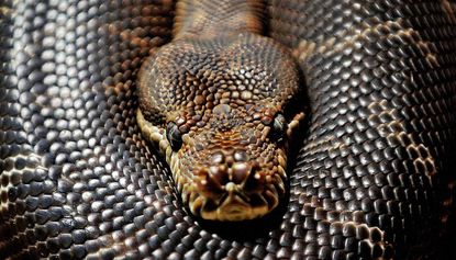 An Australian teenager has been attacked by a snake while sitting on the toilet