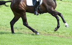dressage-legs.jpg
