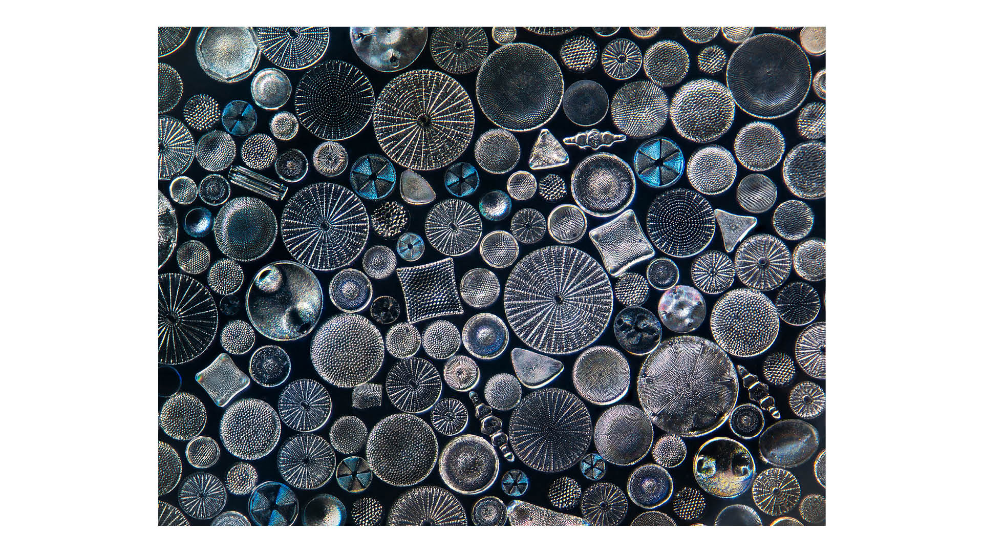 Photograph taken by photographer and conservationist Jon McCormack, of diatoms [single-celled algae] &amp;ndash; each one is no larger than the width of a human hair.