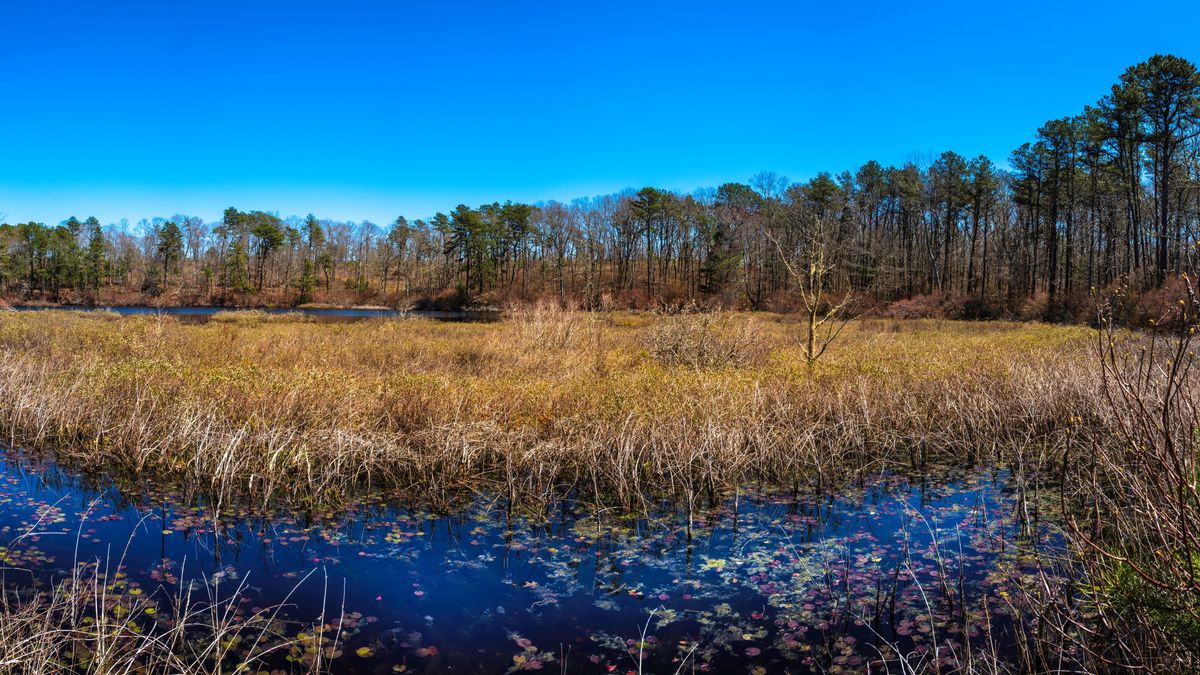 Lost Massachusetts hiker rescued after hours stranded waist-deep in swamp