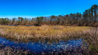 Swamp, Massachusetts, USA