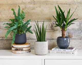 houseplants from Beards & Daisies