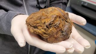 The ball of copper-colored fur with a pair of tiny claws being held in a researcher's hands.