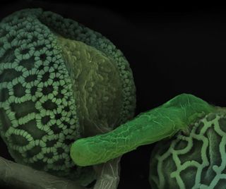 pollen tube growing through microfluidic device.