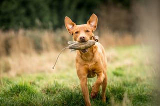 Jill Parsons and her Fox Red Labradors