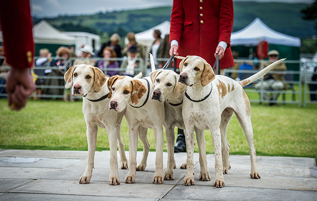The North Cotswold’s stunning two couple of winning bitches — Dervish 15, Desert 15, Gravity 15 & Starburst 15