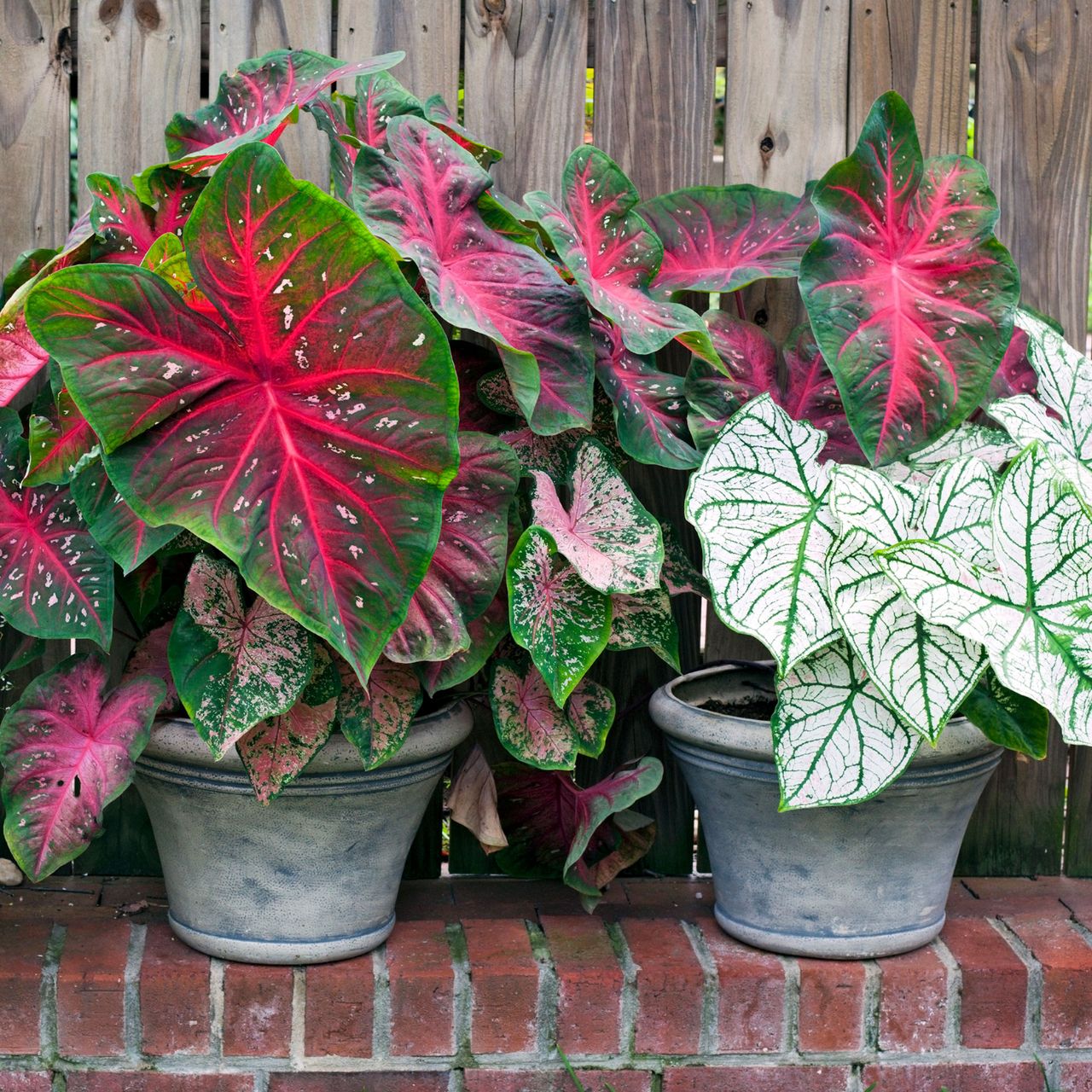 The best shade-loving plants for pots in the garden | Ideal Home