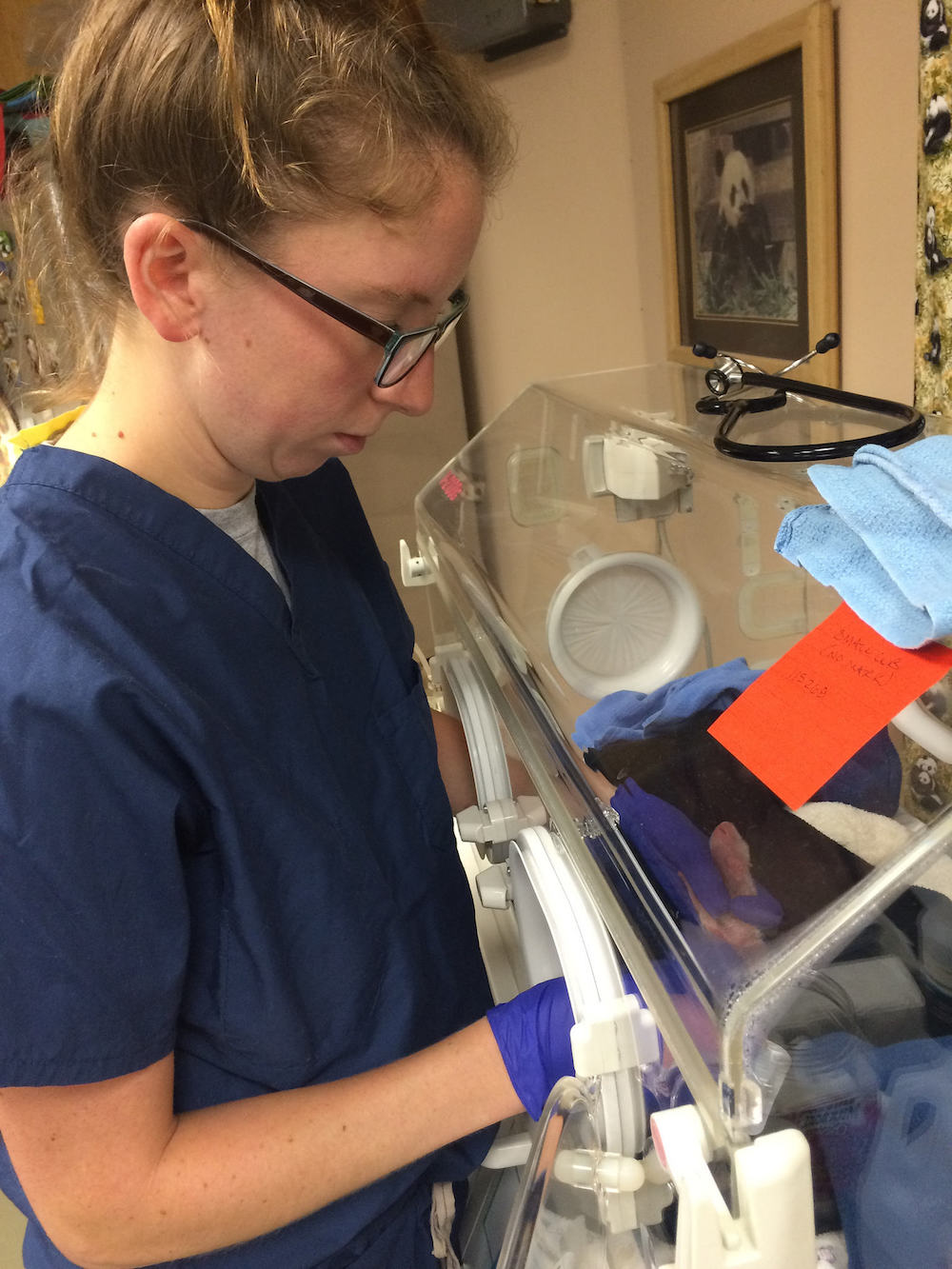 Zookeeper Shellie Pick cares for the smaller panda cub in the incubator on Aug. 24. At the time, Pick was weighing the cub, stimulating it to go to the bathroom and taking its temperature.