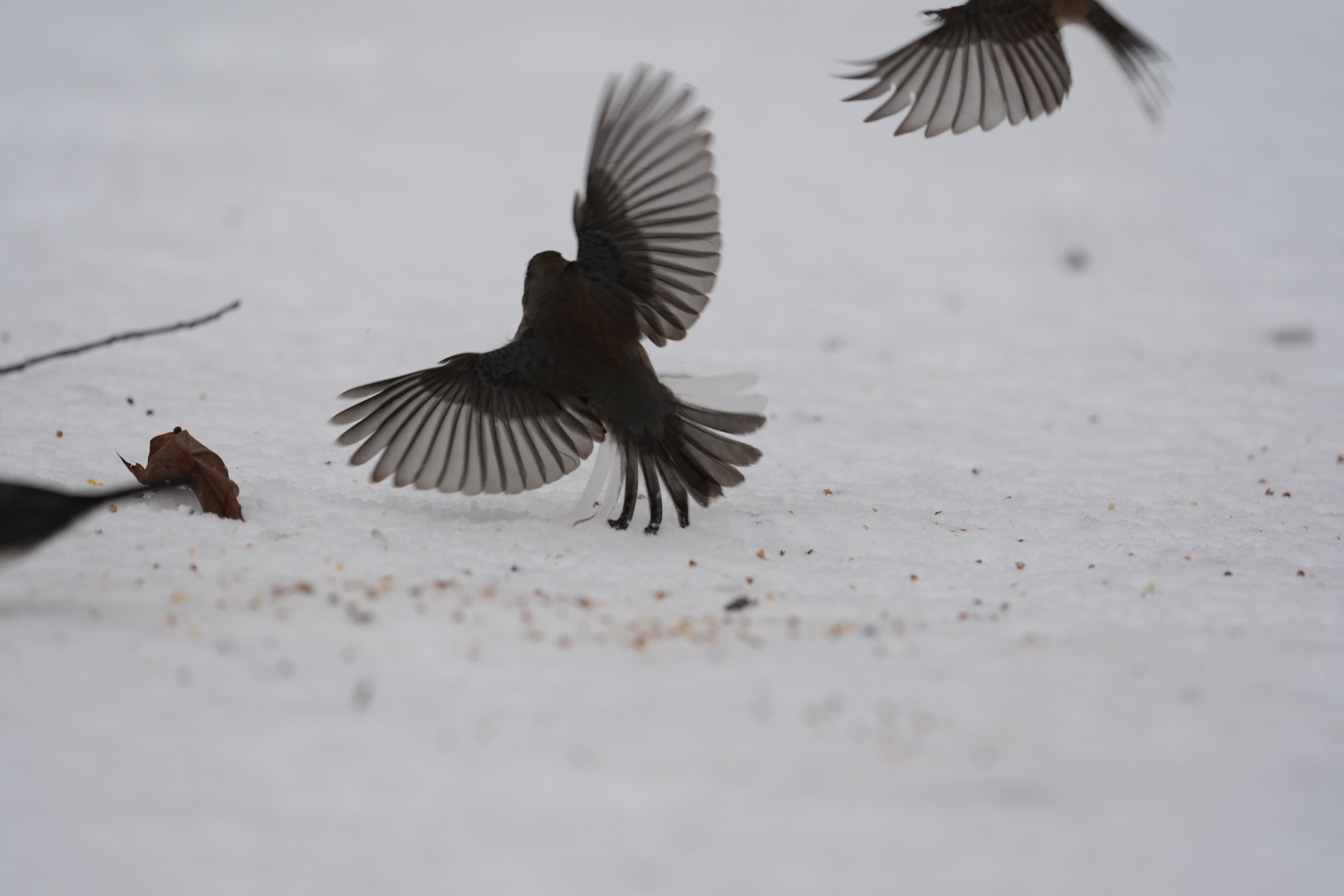 A bird photo taken with the Sony A7 V and FE 200-600mm f/25.6-6.3 G OSS